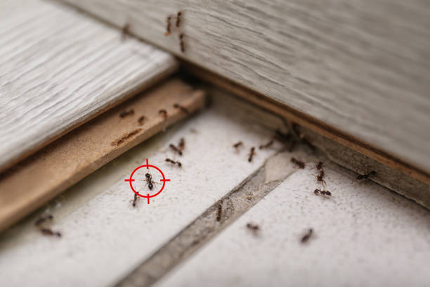 Best Local Pest Control Services  in Jeffersonville, KY