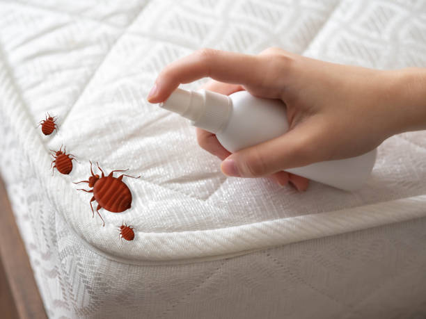 Best Mosquito Control Services  in Jeffersonville, KY