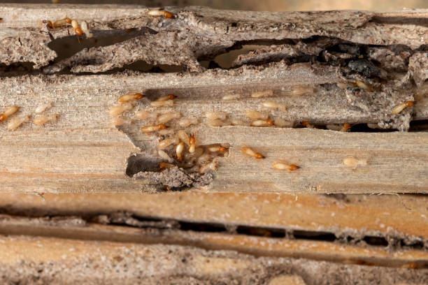Best Local Pest Control Services  in Jeffersonville, KY