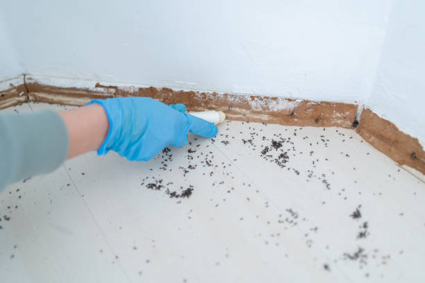 Best Pest Control Treatment  in Jeffersonville, KY